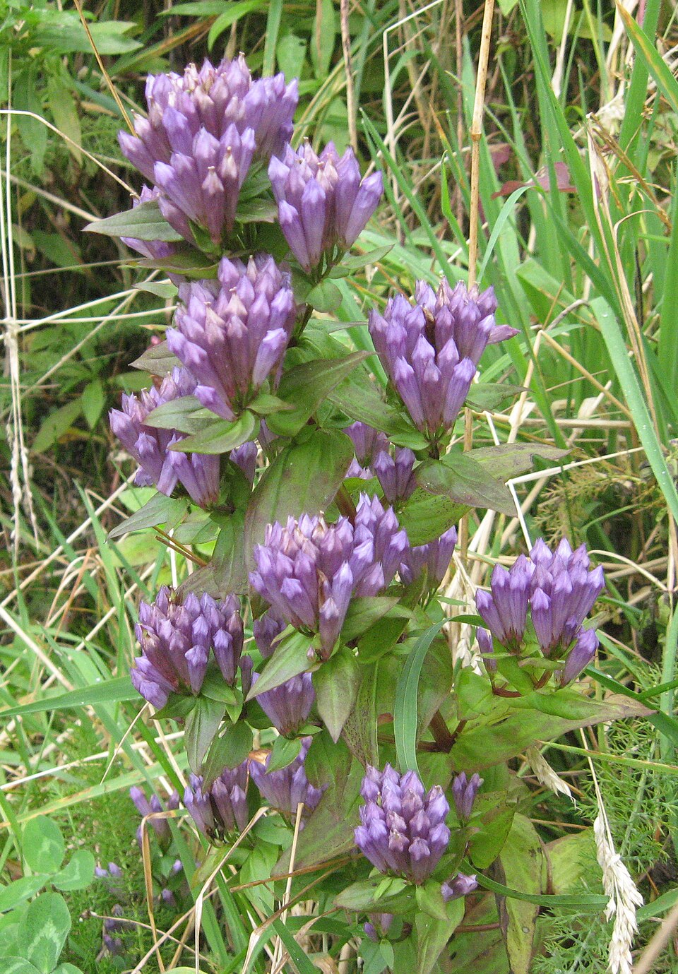 Ague Weed (Gentiana quinquefolia): Complete Guide to Benefits, Uses & Growing Tips