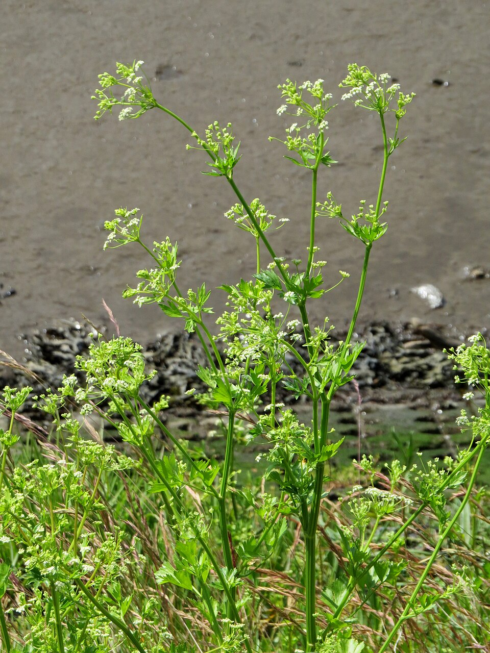 Celery plant in natural habitat - complete guide