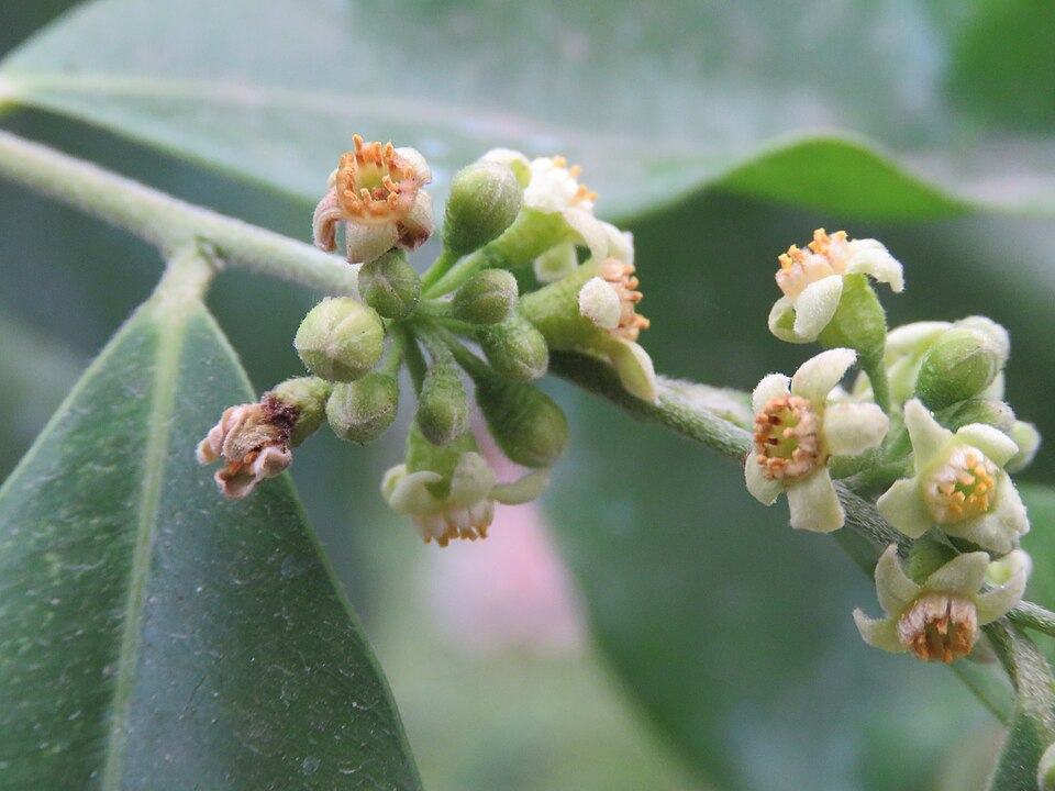Agarwood plant in natural habitat - complete guide