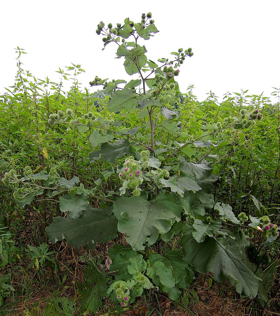 Burdock plant in natural habitat - complete guide