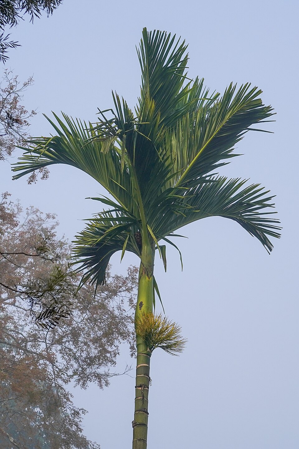 Areca Nut plant in natural habitat - complete guide
