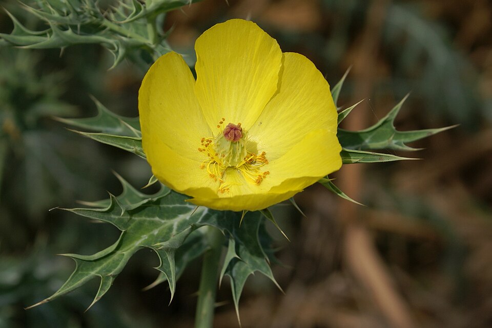 Mexican Poppy: Benefits, Uses & Safety