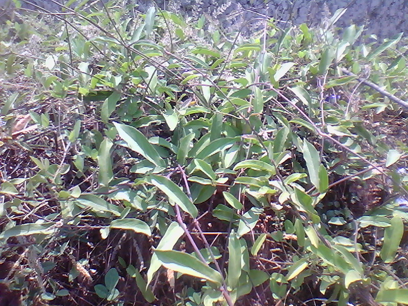 Indian Birthwort plant in natural habitat - complete guide