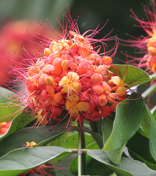 Ashoka Tree plant in natural habitat - complete guide