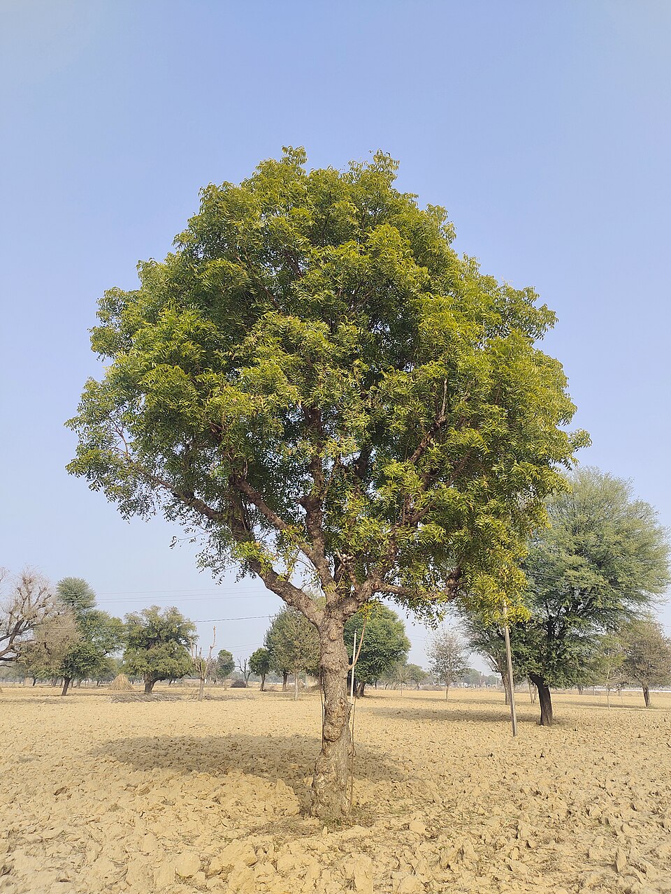 Neem plant in natural habitat - complete guide