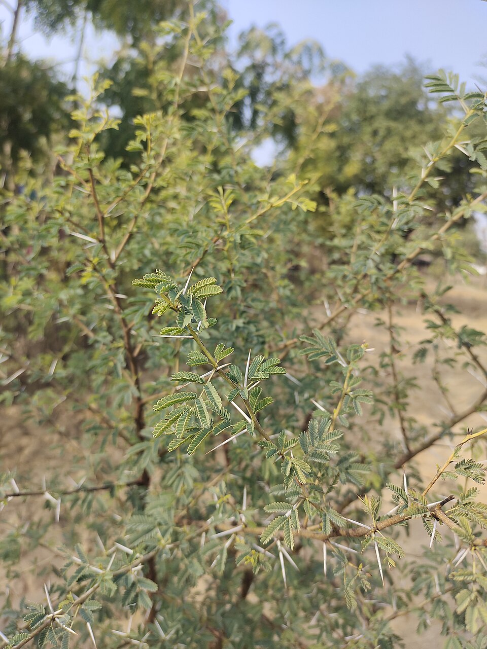Babool plant in natural habitat - complete guide
