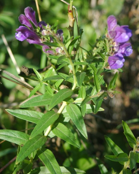 Baical Skullcap: Benefits, Uses & Safety