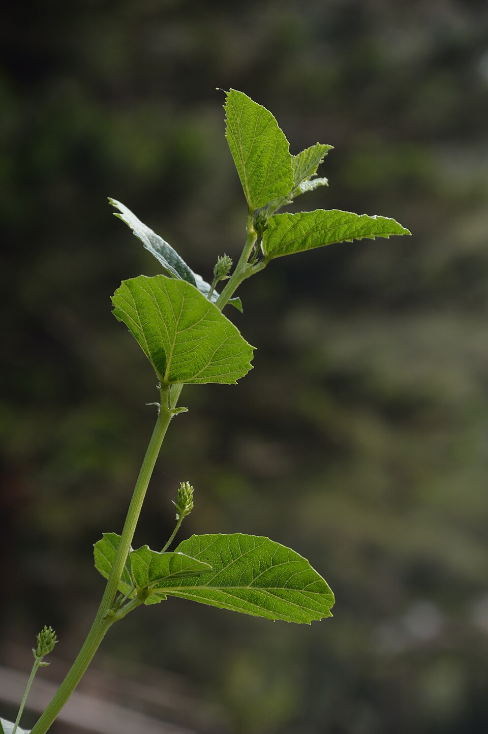 Bakuchi plant in natural habitat - complete guide