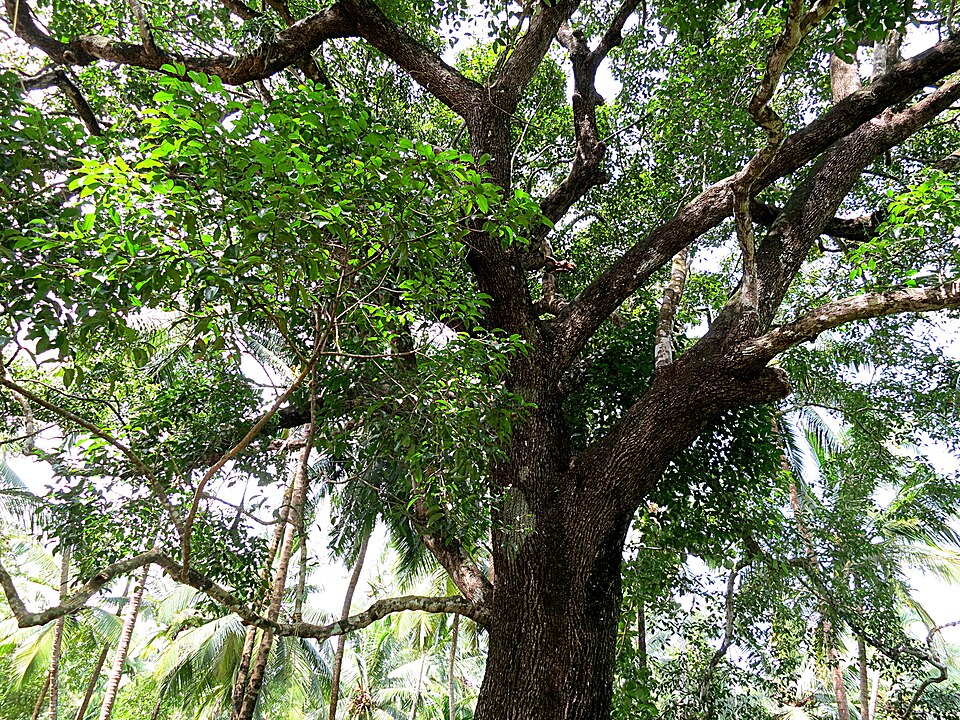 Bakul plant in natural habitat - complete guide