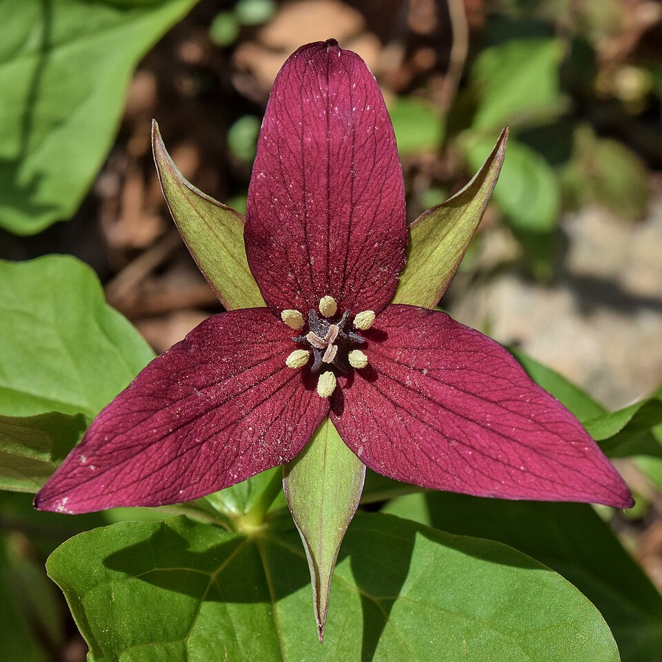 Bethroot plant in natural habitat - complete guide