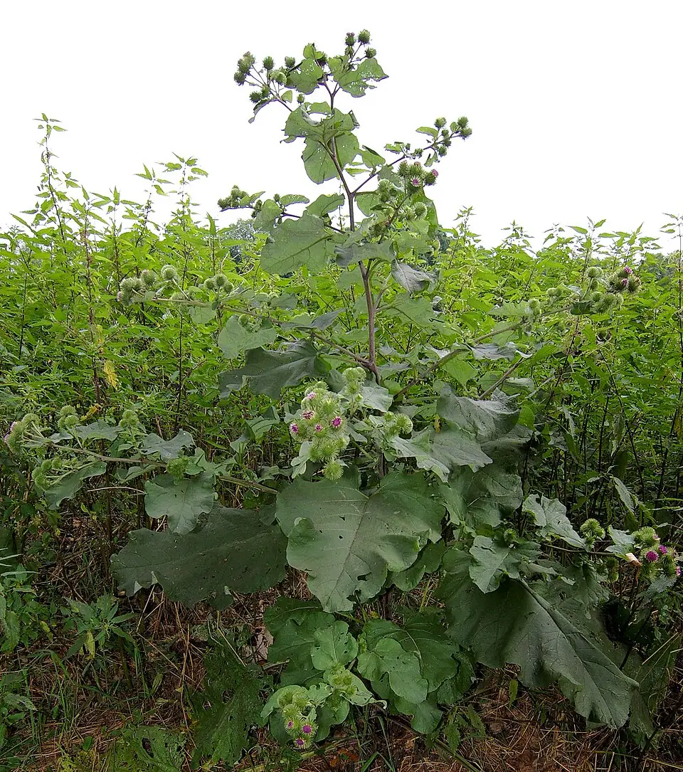 Burdock reference image 1