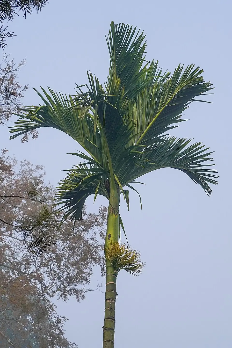 Areca Nut reference image 1