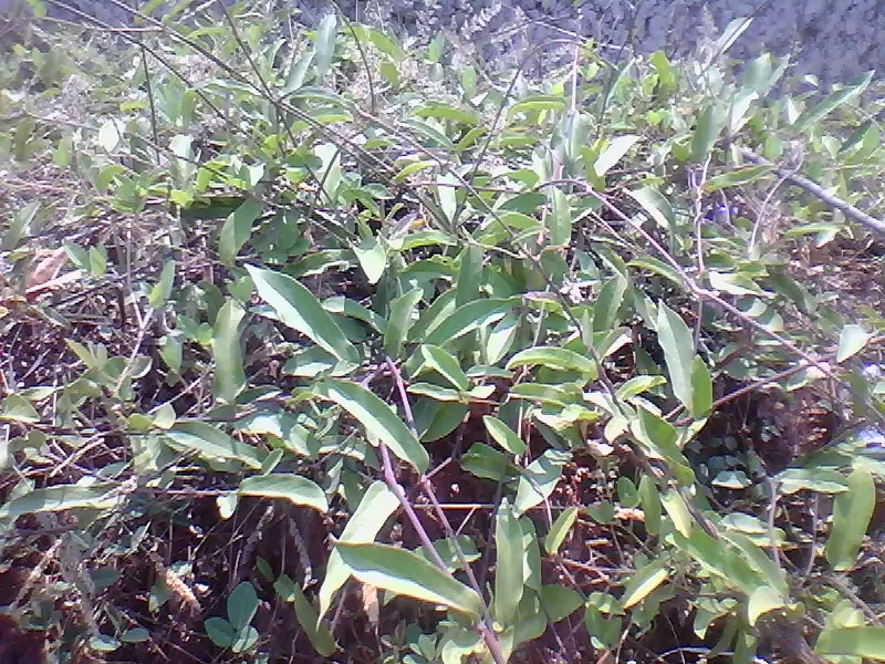 Indian Birthwort reference image 1