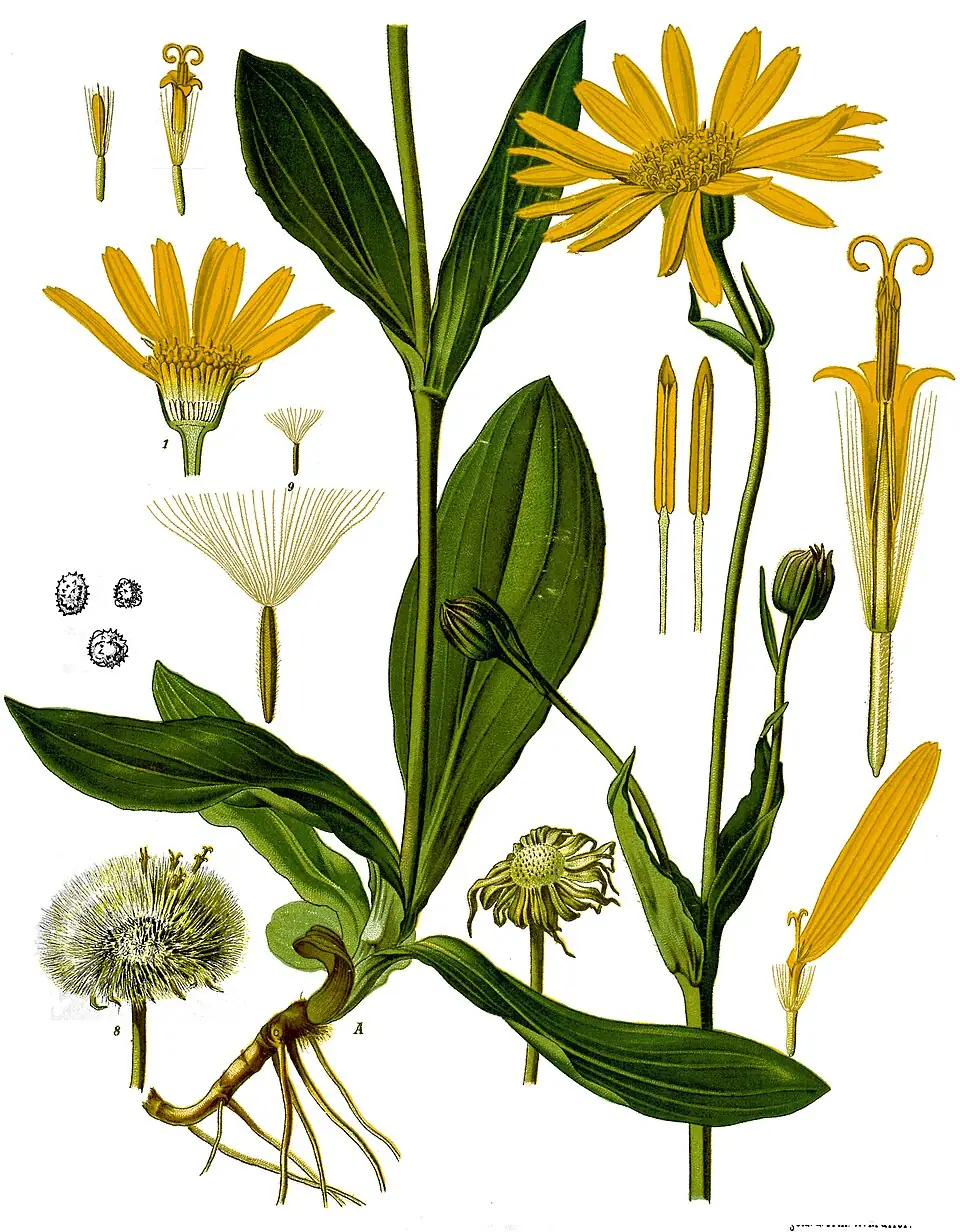 Arnica reference image 1