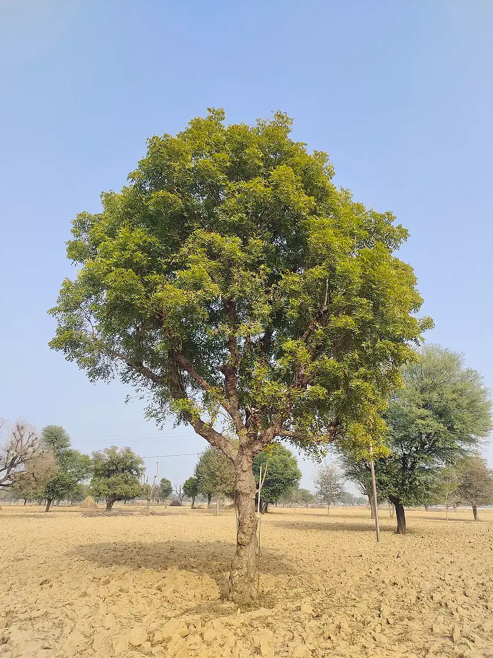 Neem reference image 1