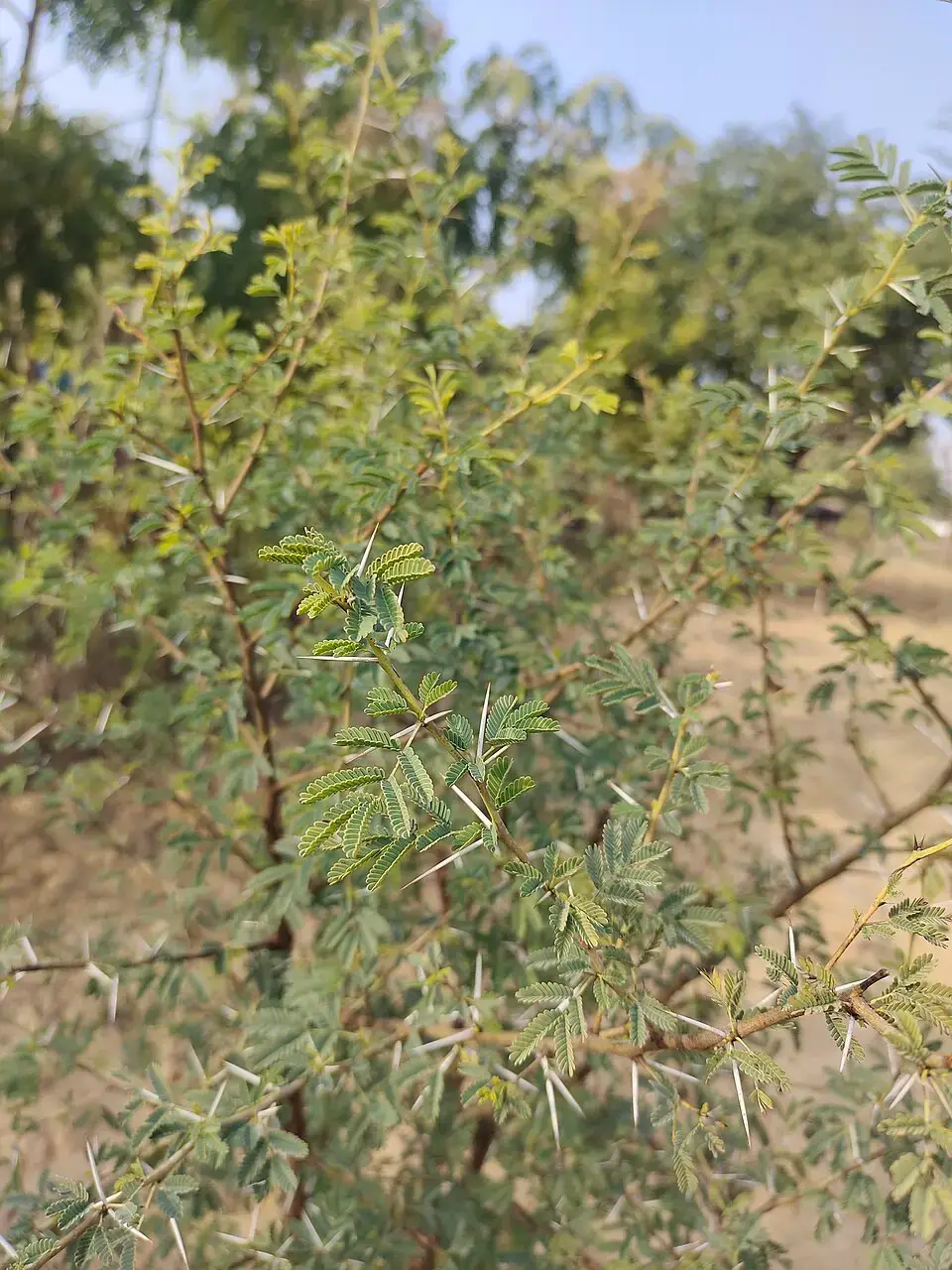 Babool reference image 1