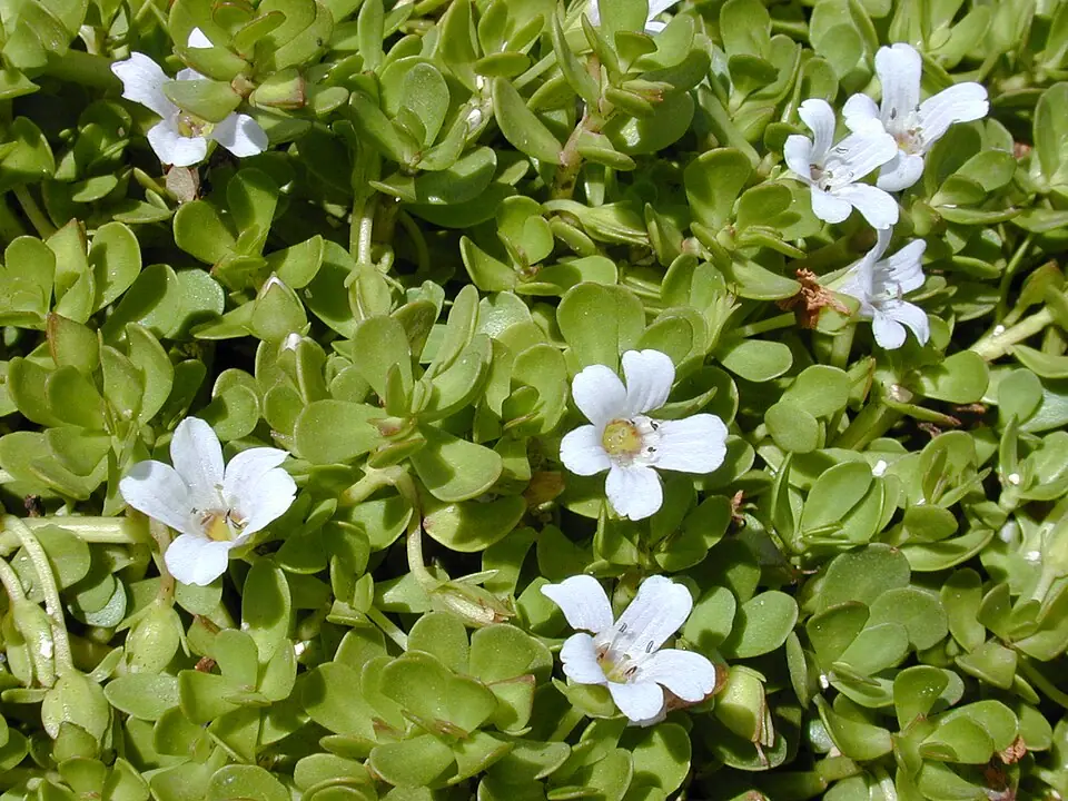 Brahmi reference image 1