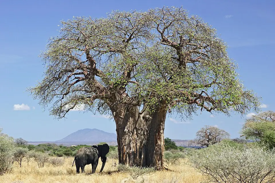 Baobab reference image 1