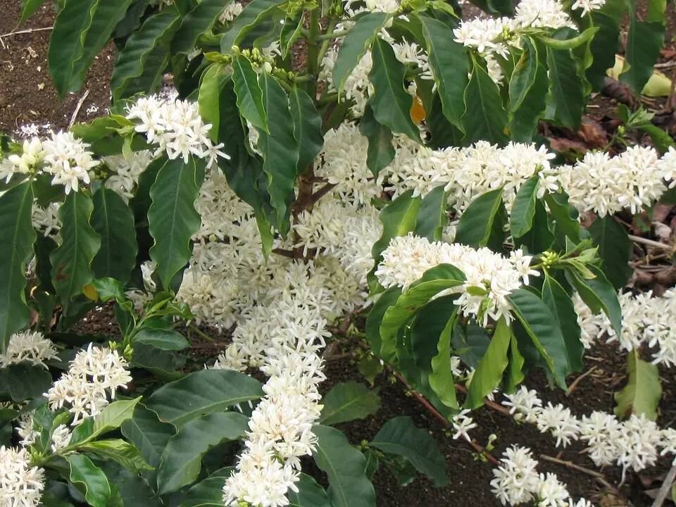 Coffea Arabica reference image 1