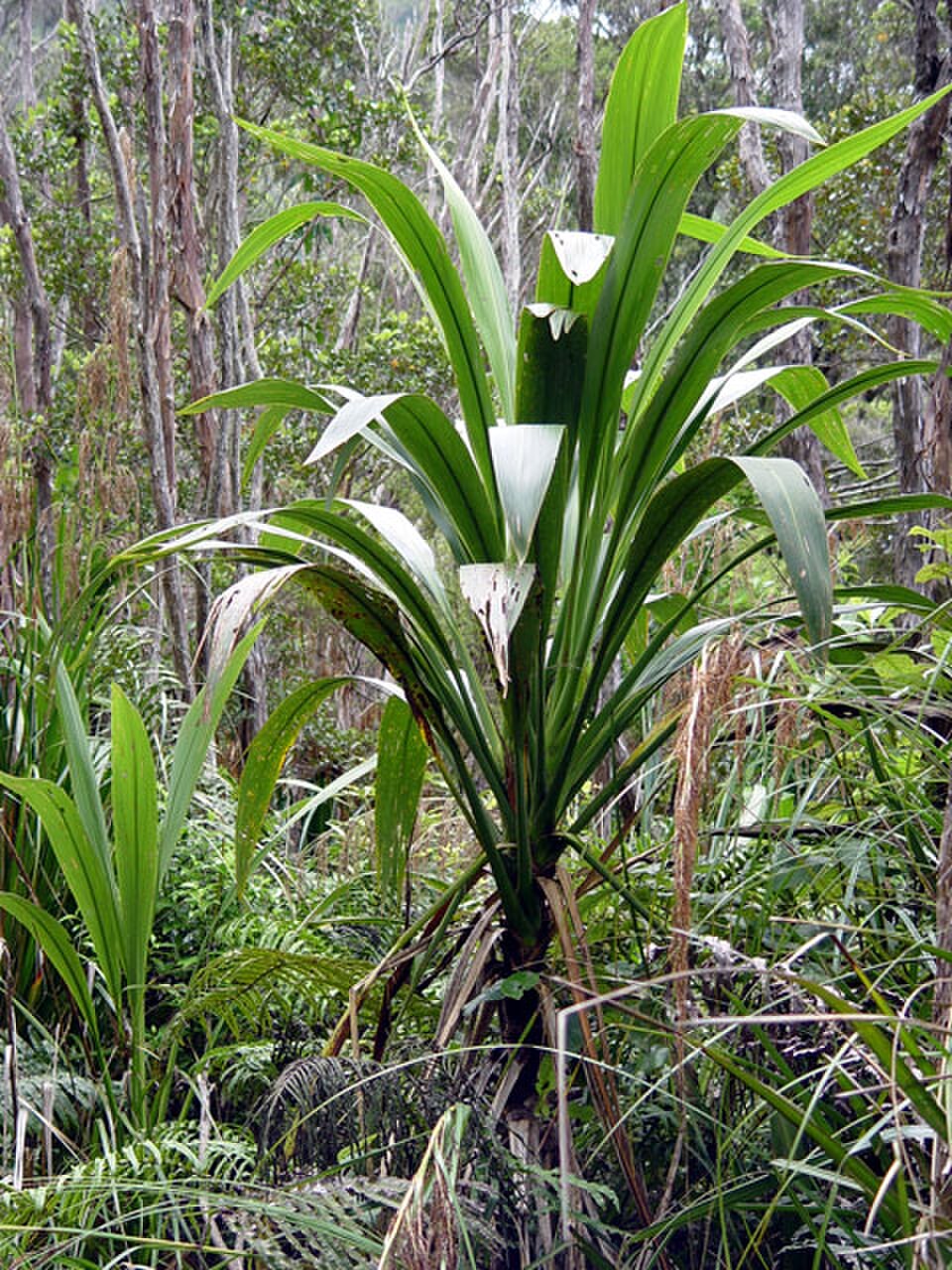 Cordyline Banksii reference image 1
