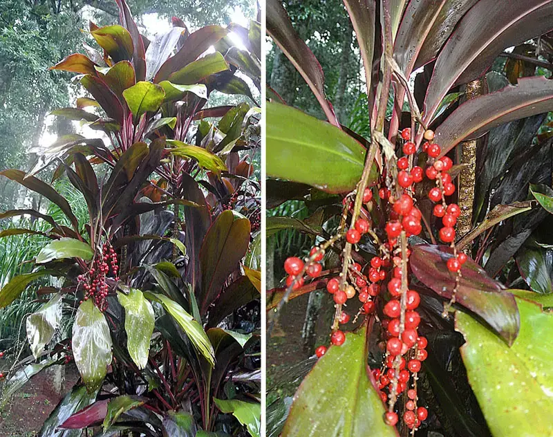 Cordyline Fruticosa reference image 1