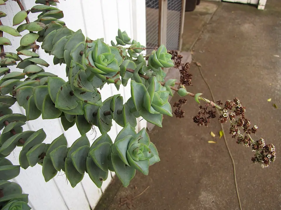 Crassula Perforata reference image 1