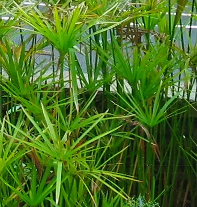 Cyperus Alternifolius reference image 1