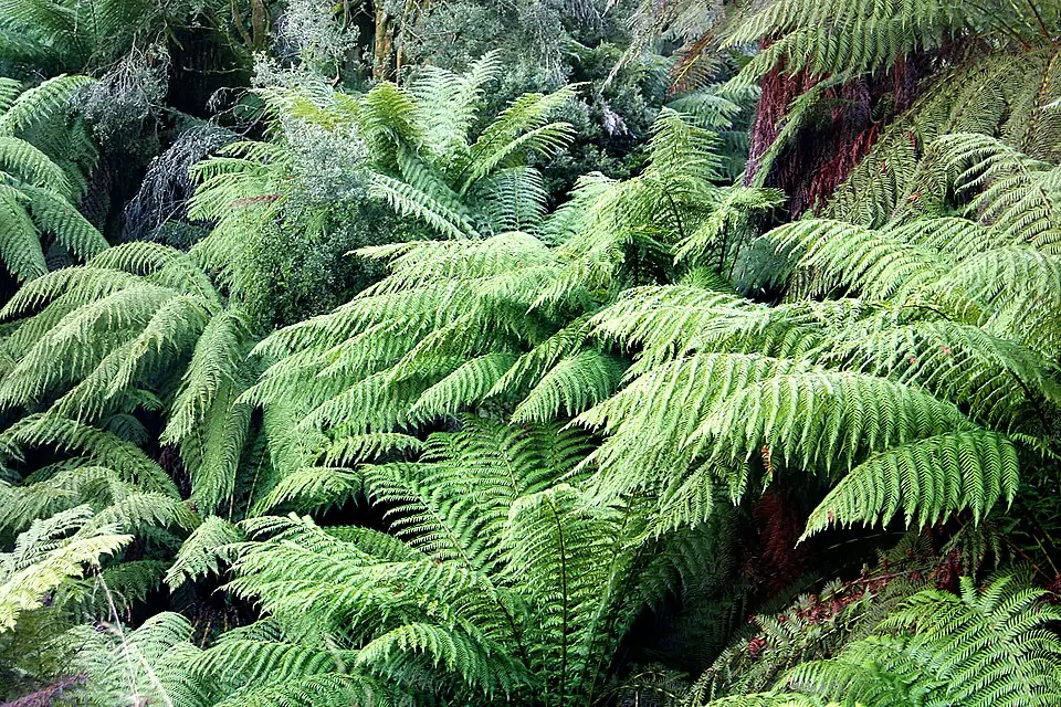 Dicksonia Tree Fern reference image 1