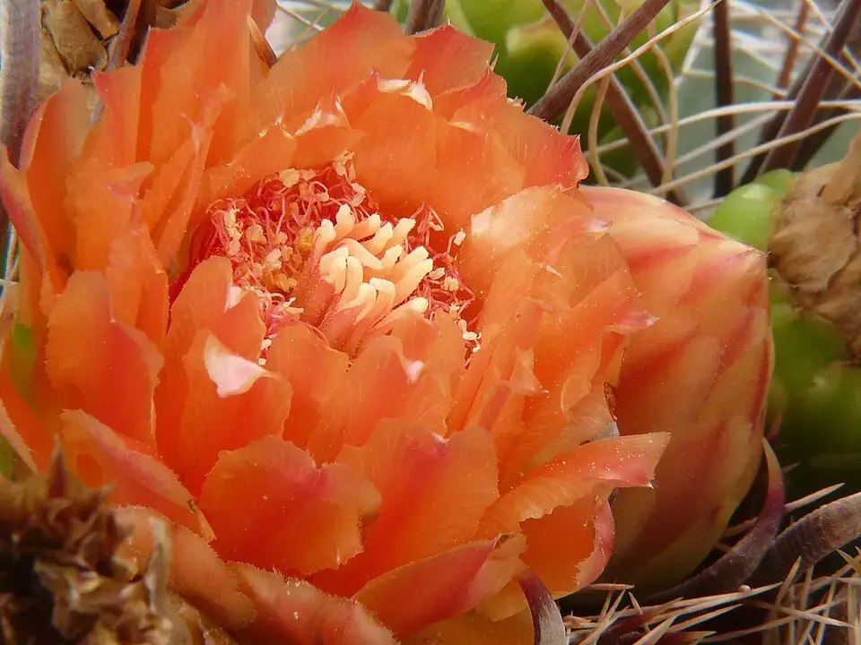 Ferocactus reference image 1