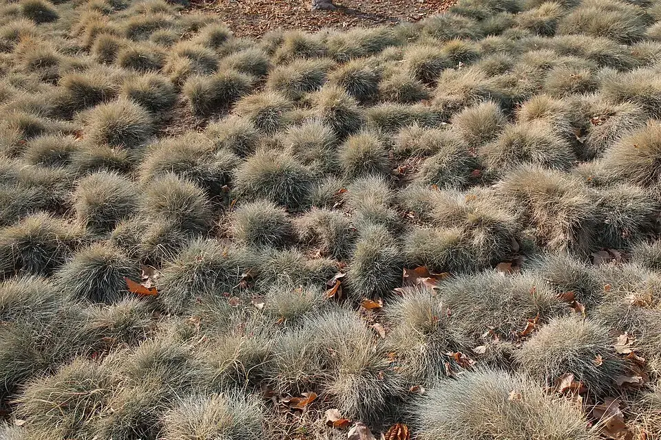 Festuca reference image 1