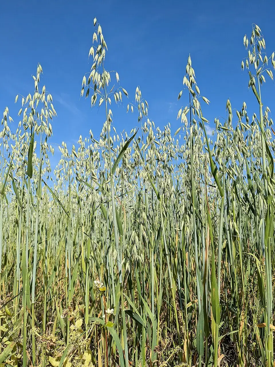 Oat Straw reference image 1