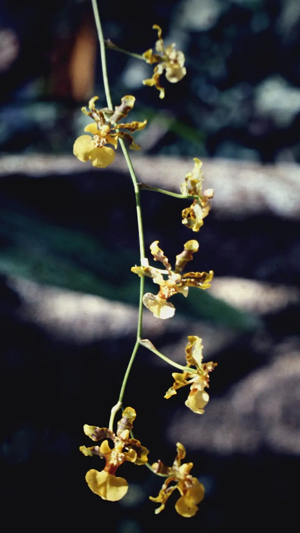 Oncidium Schildhaueri: Complete Indoor Guide for Oncidium schildhaueri