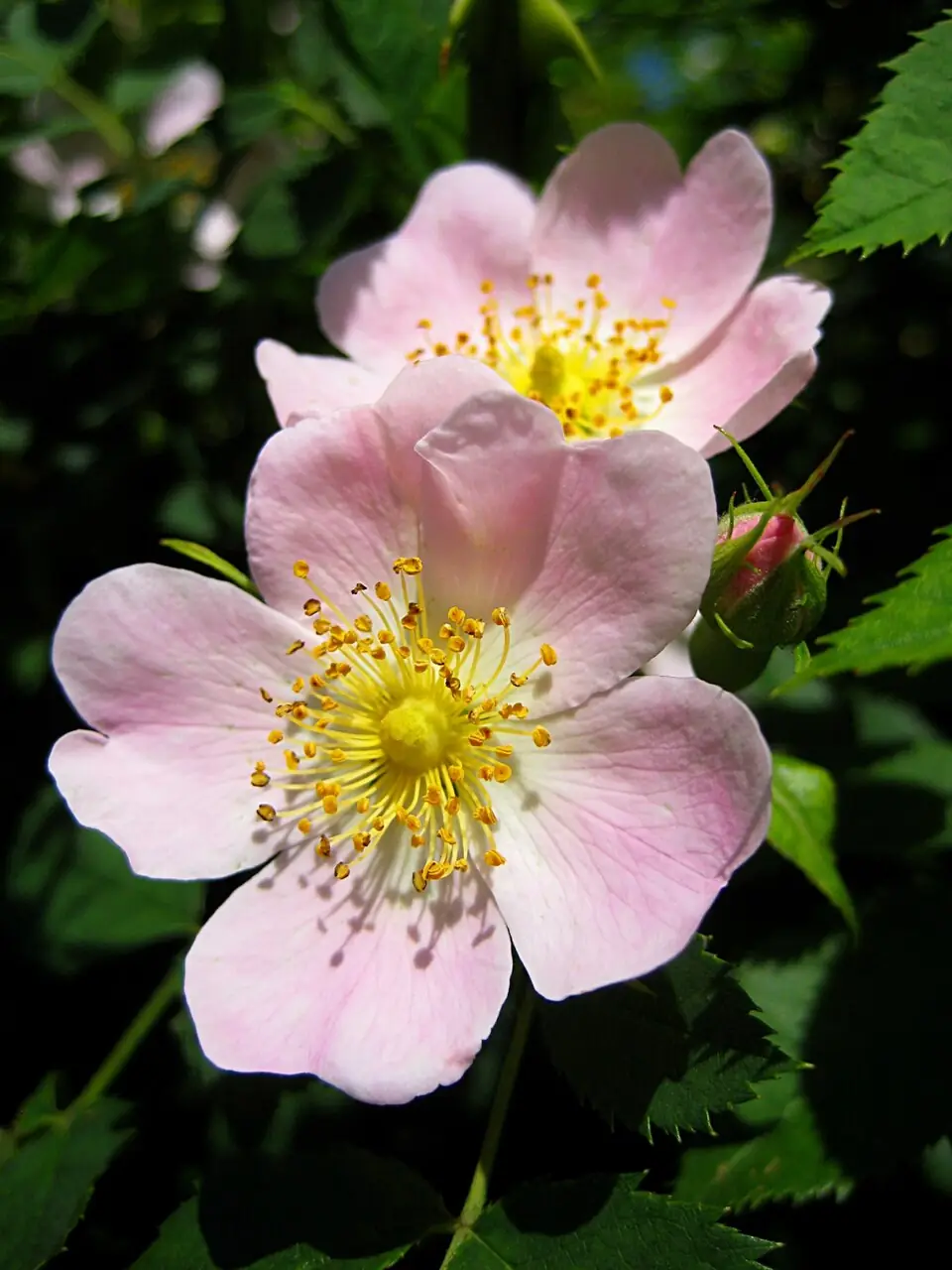 Rose Hip reference image 1