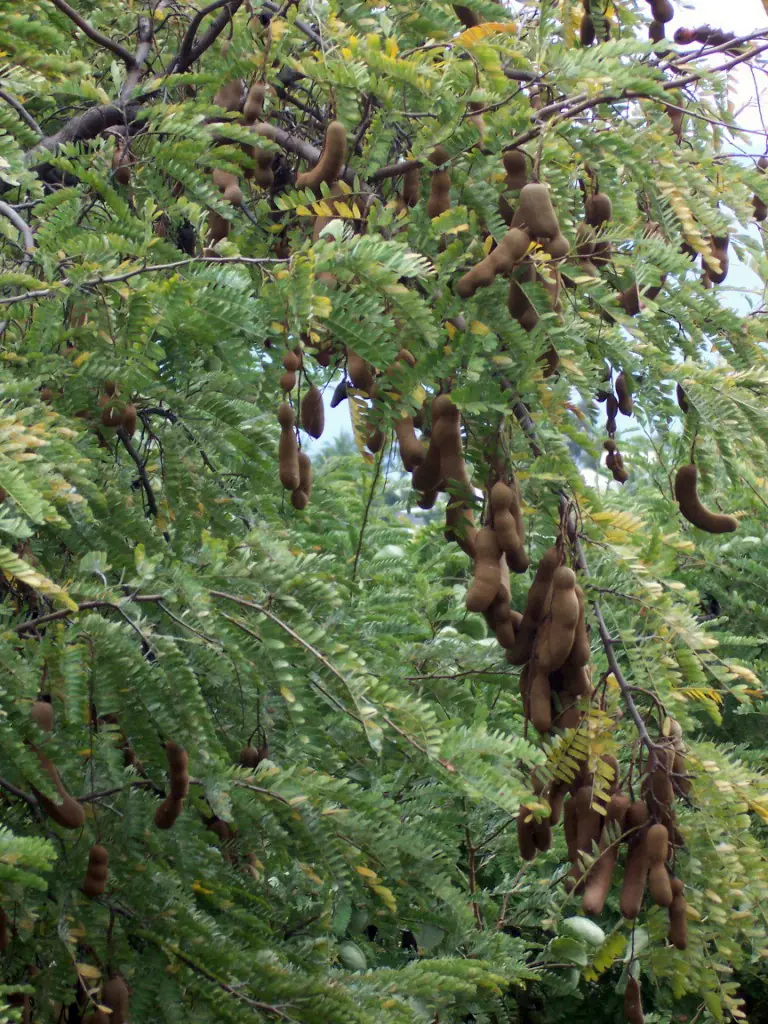 Tamarind reference image 1