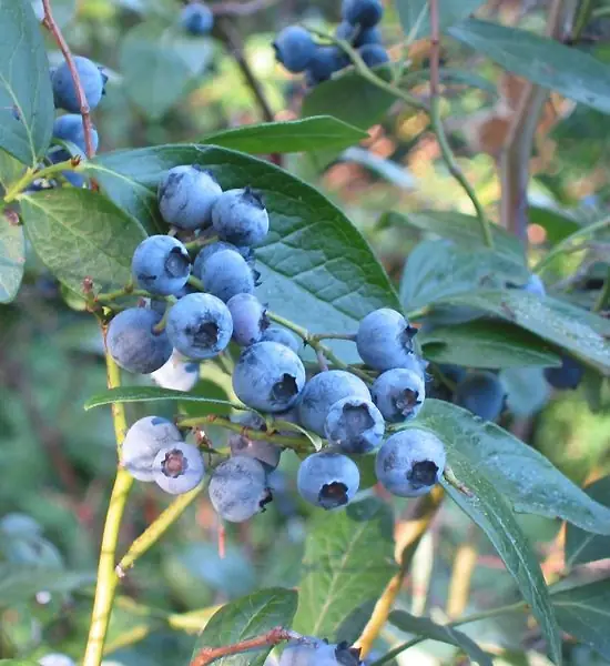 Vaccinium Corymbosum reference image 1