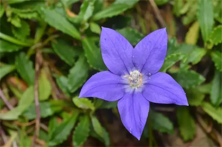 Wahlenbergia reference image 1