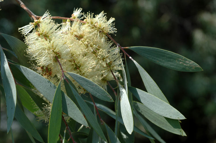 Cajeput plant in natural habitat - complete guide