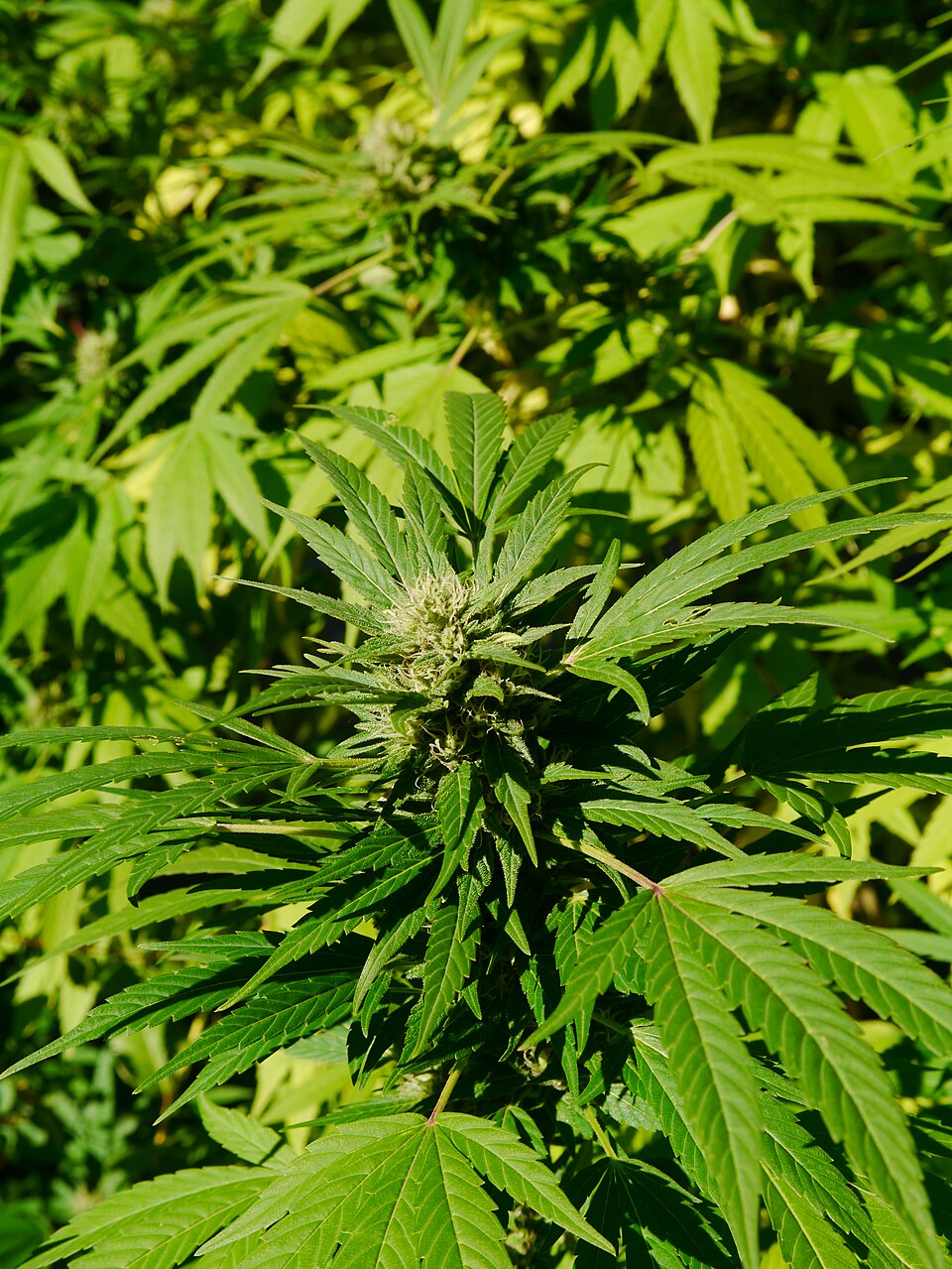 Bhanga plant in natural habitat - complete guide