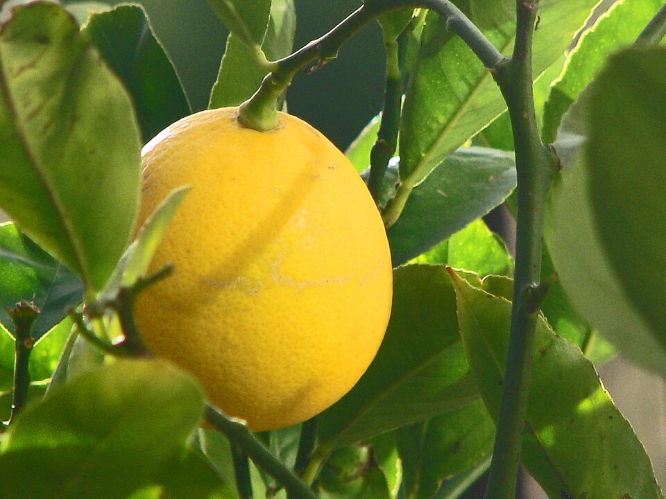Citrus Meyer Lemon plant in natural habitat - complete guide