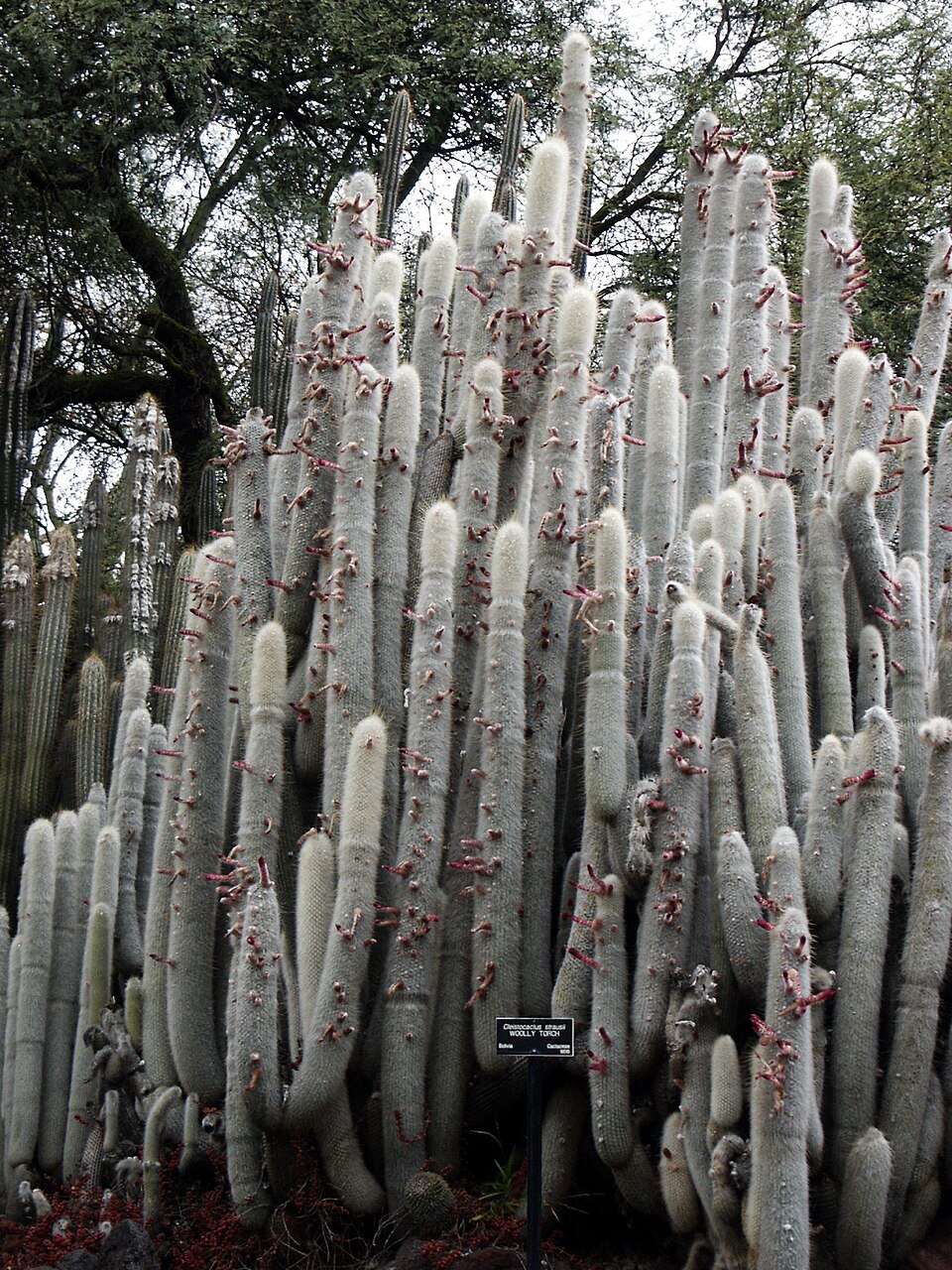 Cleistocactus Strausii plant in natural habitat - complete guide