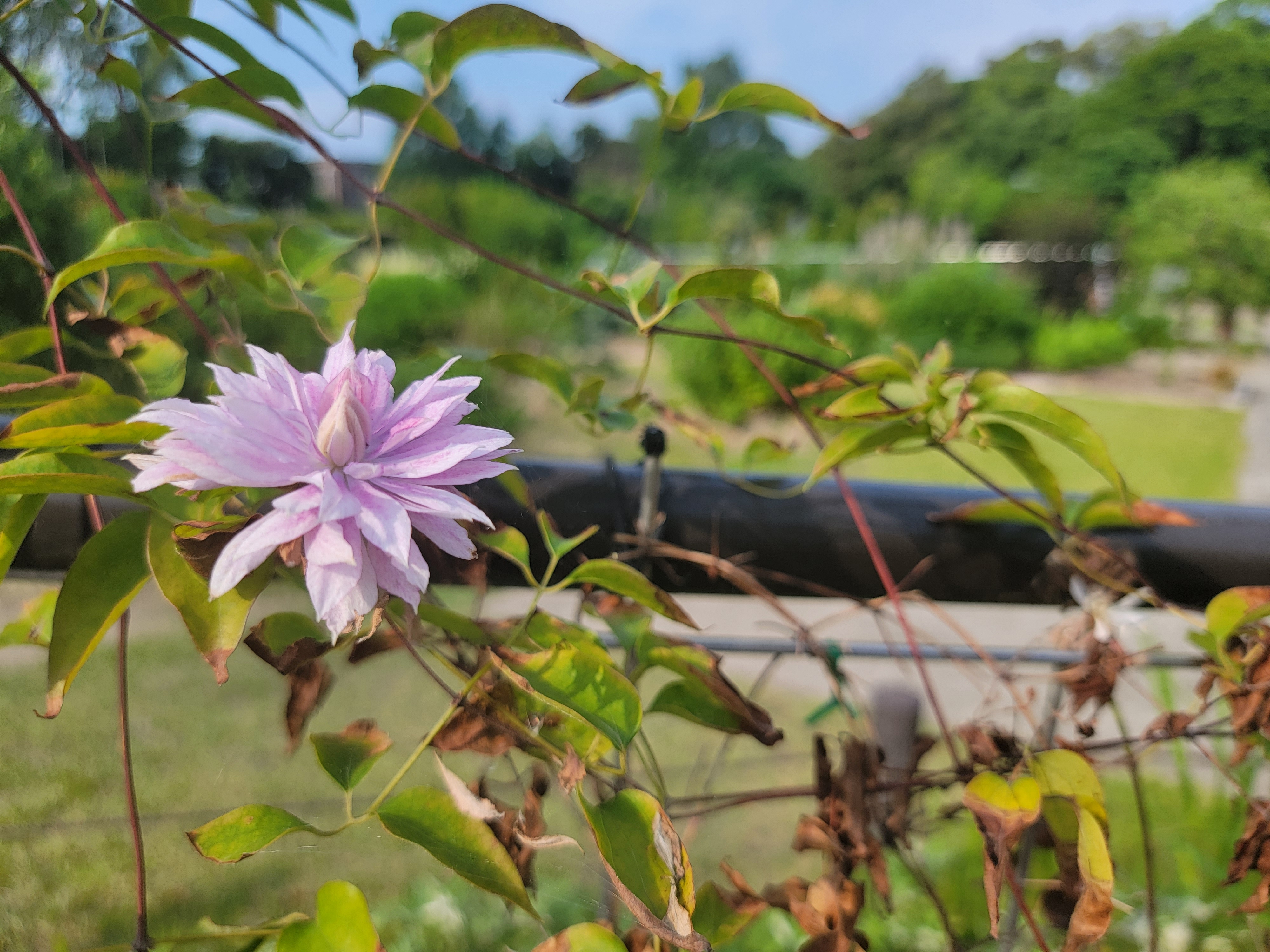 Clematis plant in natural habitat - complete guide