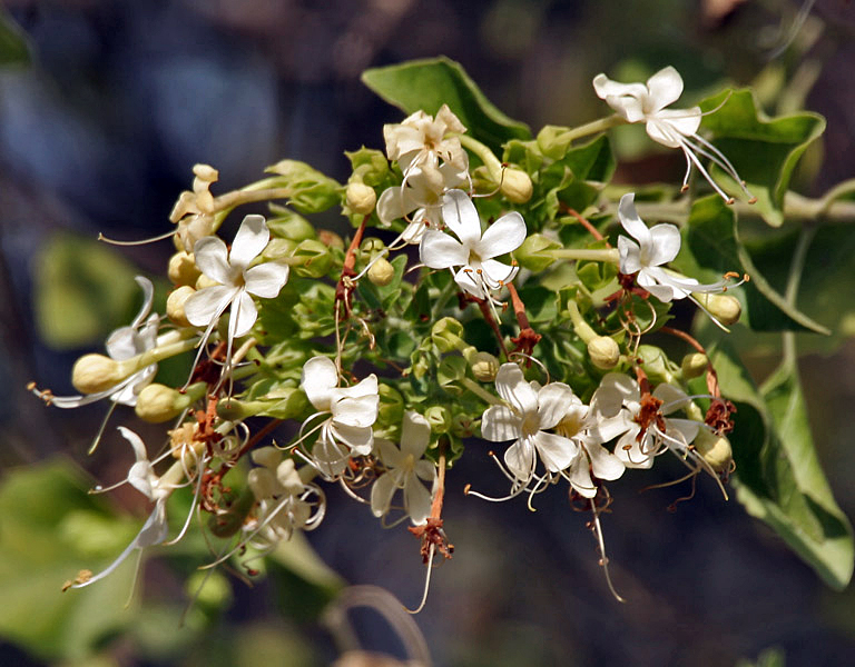 Arni plant in natural habitat - complete guide