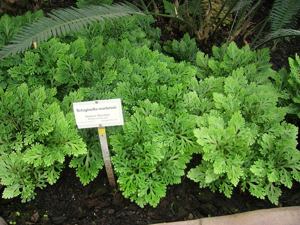 Club Moss plant in natural habitat - complete guide