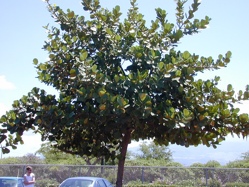 Clusia plant in natural habitat - complete guide