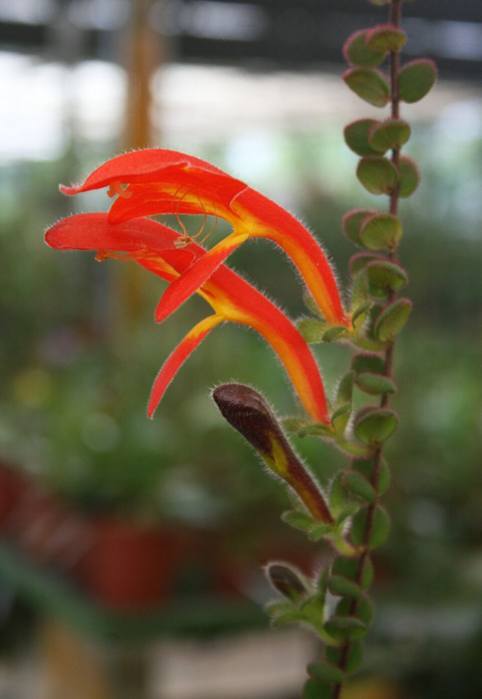 Columnea Microphylla plant in natural habitat - complete guide