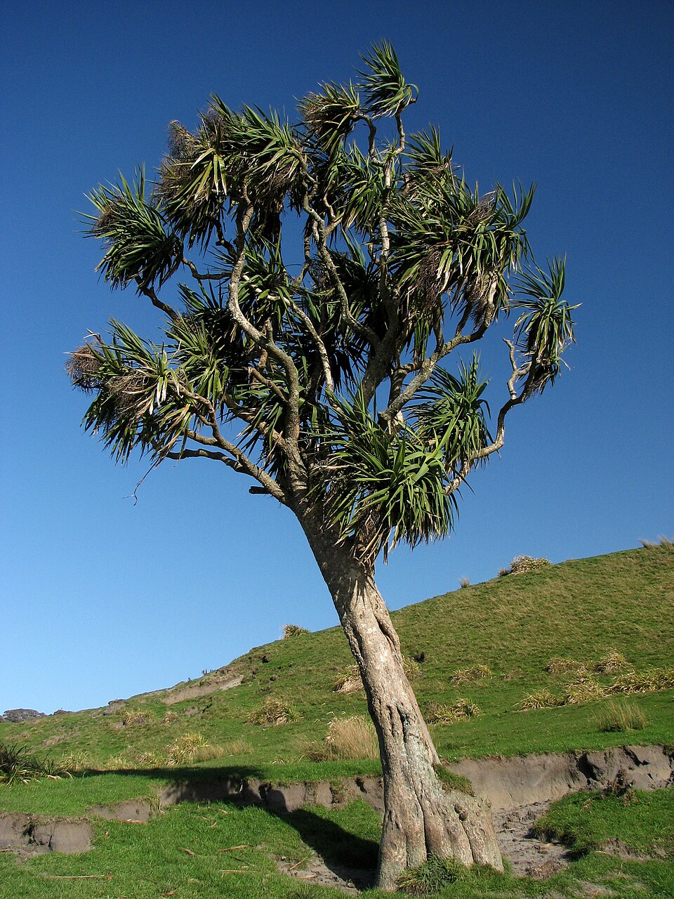 Cordyline Red Star plant in natural habitat - complete guide