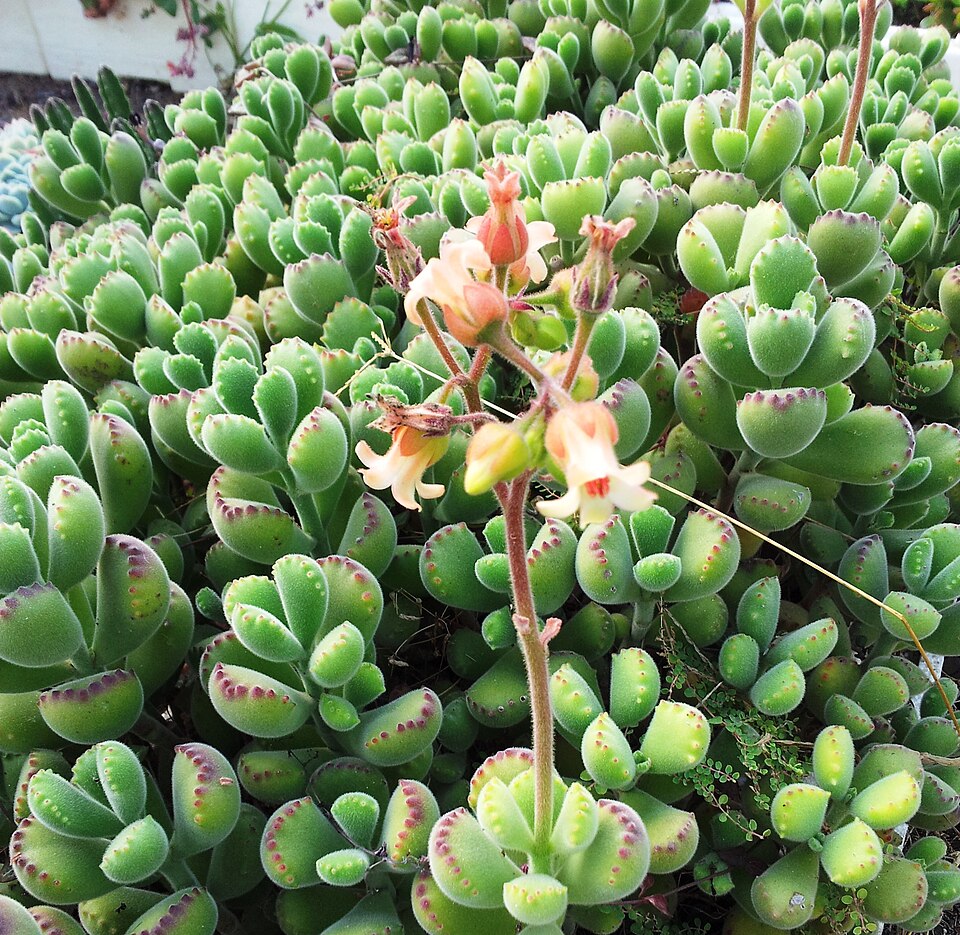 Cotyledon Tomentosa plant in natural habitat - complete guide