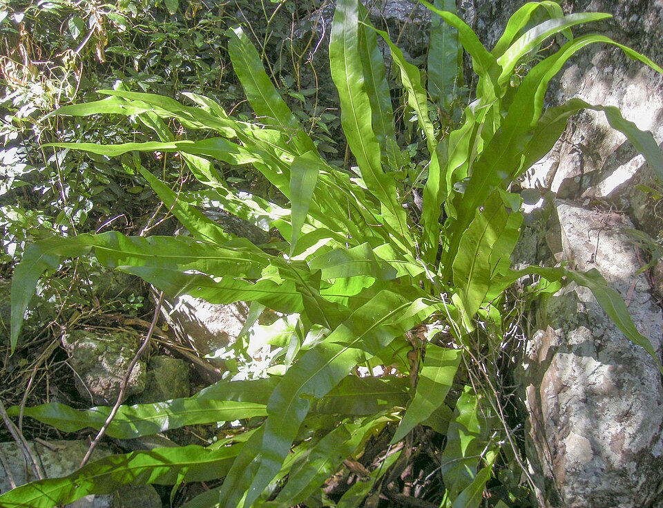 Crocodile Fern plant in natural habitat - complete guide