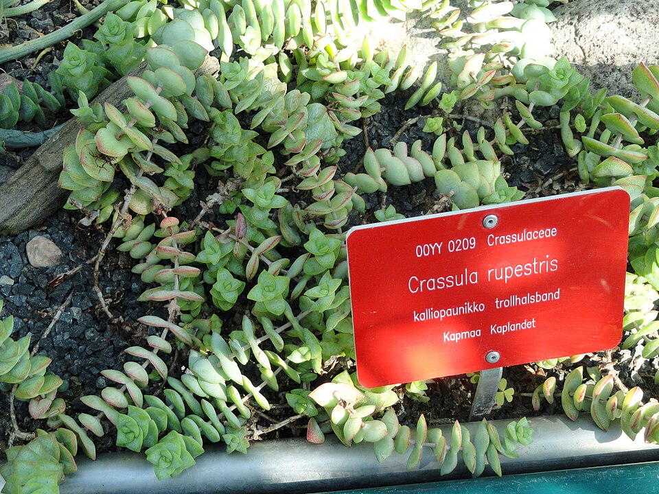 Croton Magnificent plant in natural habitat - complete guide
