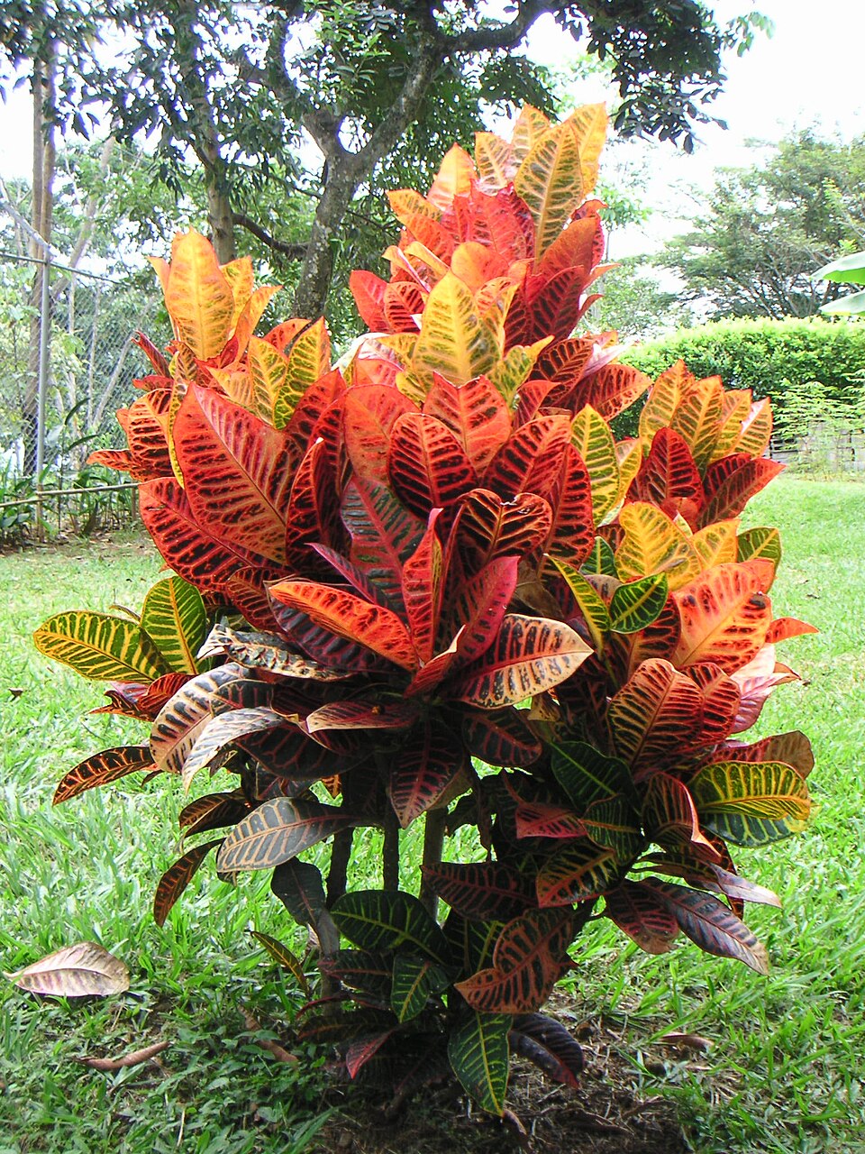 Croton Petra plant in natural habitat - complete guide